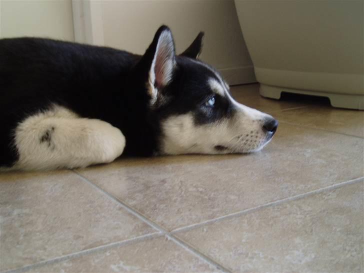 Siberian husky Ayo billede 13