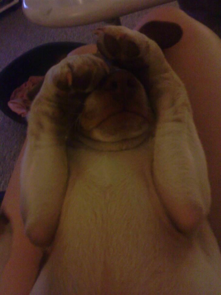 Dansk svensk gaardhund Nuggi - Hej og venkommen!  billede 1