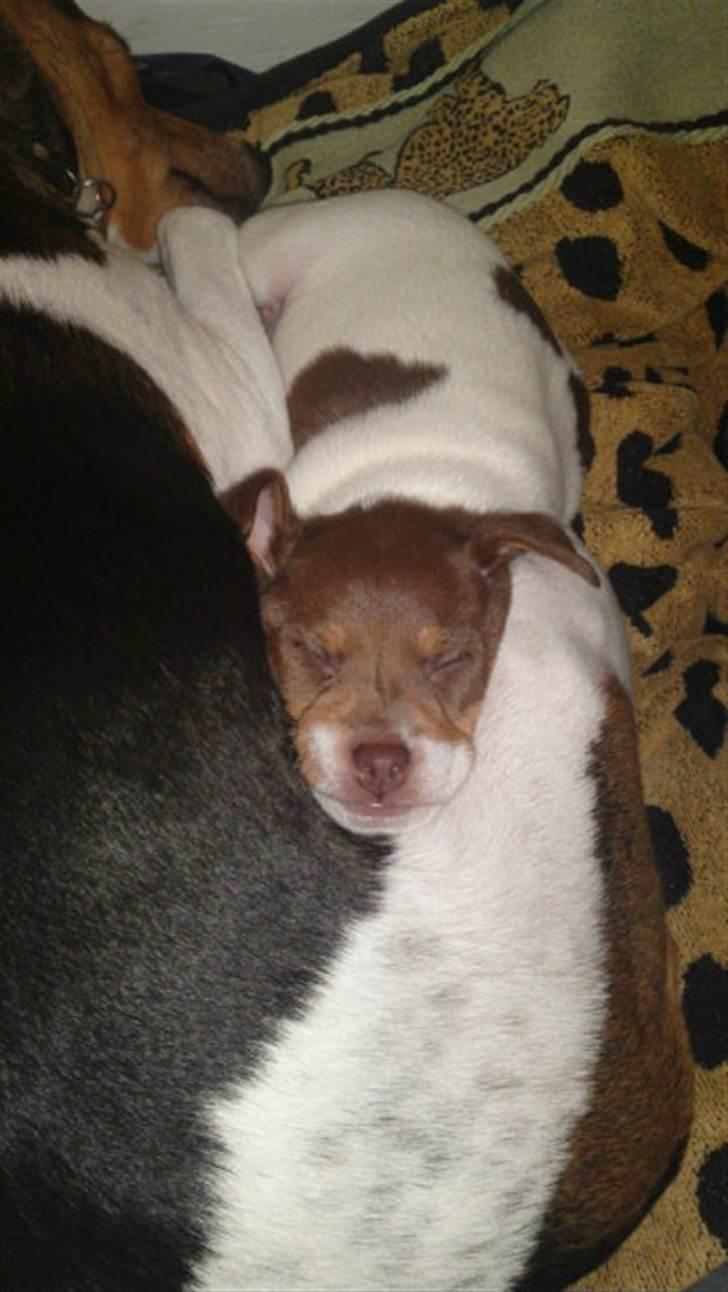 Dansk svensk gaardhund Nuggi - Nuggi og hendes mor Freja. billede 2