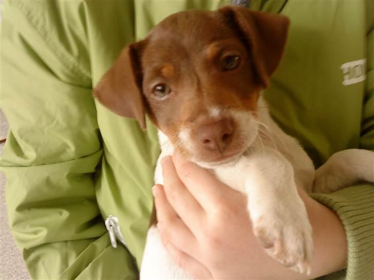 Dansk svensk gaardhund Nuggi - Nuggi hoc min lillebror. billede 3