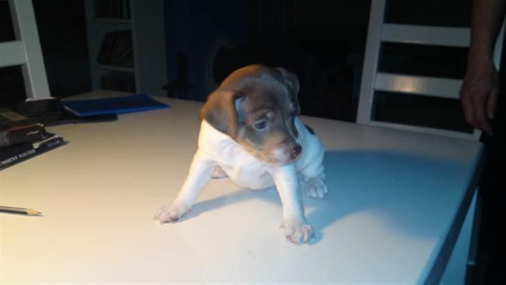 Dansk svensk gaardhund Nuggi - Nuggi, ca. 4 uger. billede 4