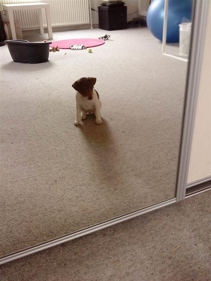 Dansk svensk gaardhund Nuggi - Nuggi på mit værelse.  billede 5