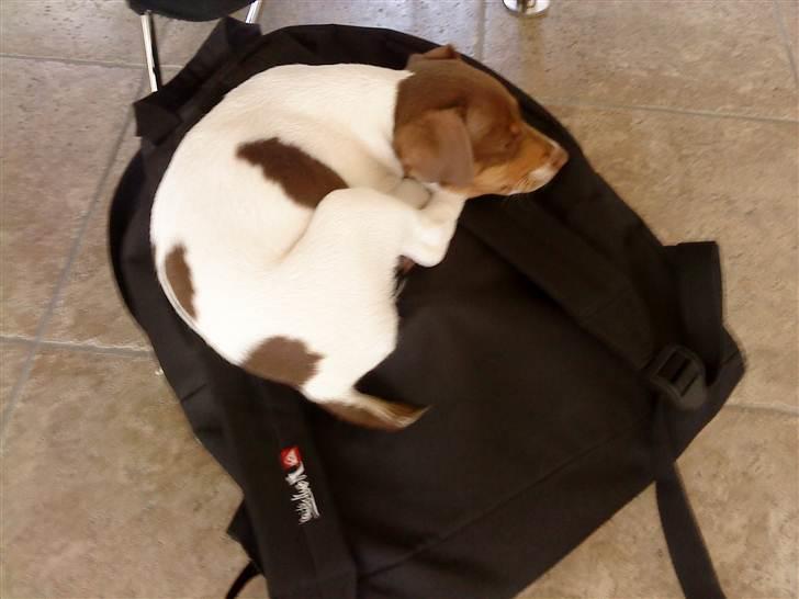 Dansk svensk gaardhund Nuggi - Nuggi der SOVER. :D  billede 6