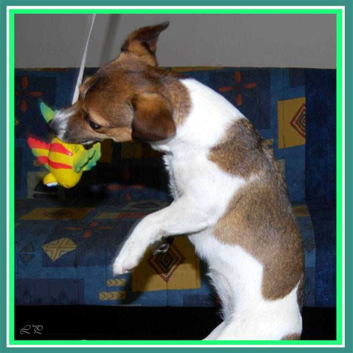 Jack russell terrier Amy - Med sit yndlings legetøj billede 7