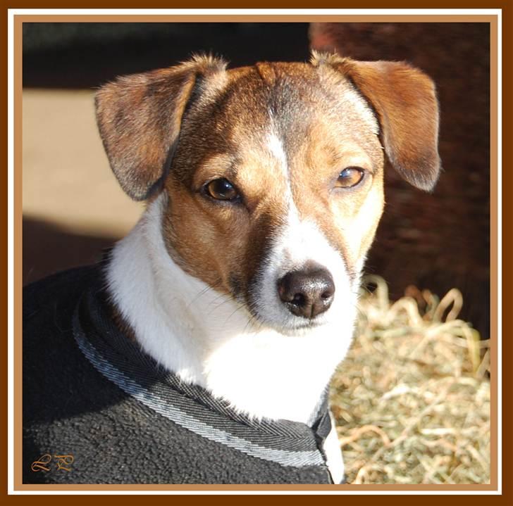 Jack russell terrier Amy - My beautiful girl billede 8
