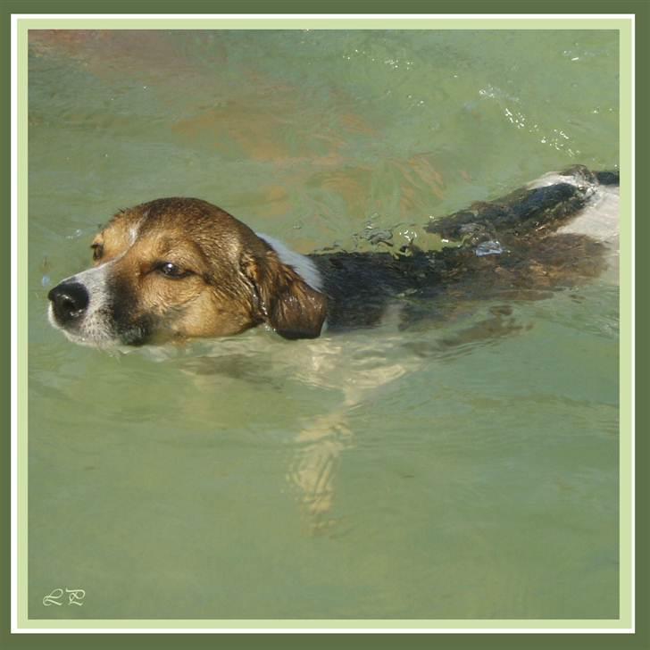 Jack russell terrier Amy - I poolen. :-) billede 9