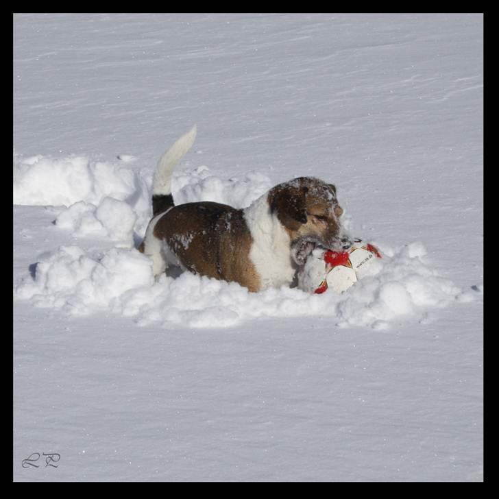 Jack russell terrier Amy - Vinter leg billede 10