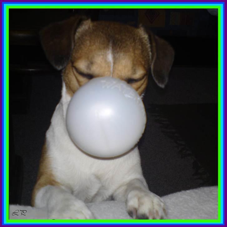 Jack russell terrier Amy - Klovn ??? Muzzi leger med en vaskebold. billede 11