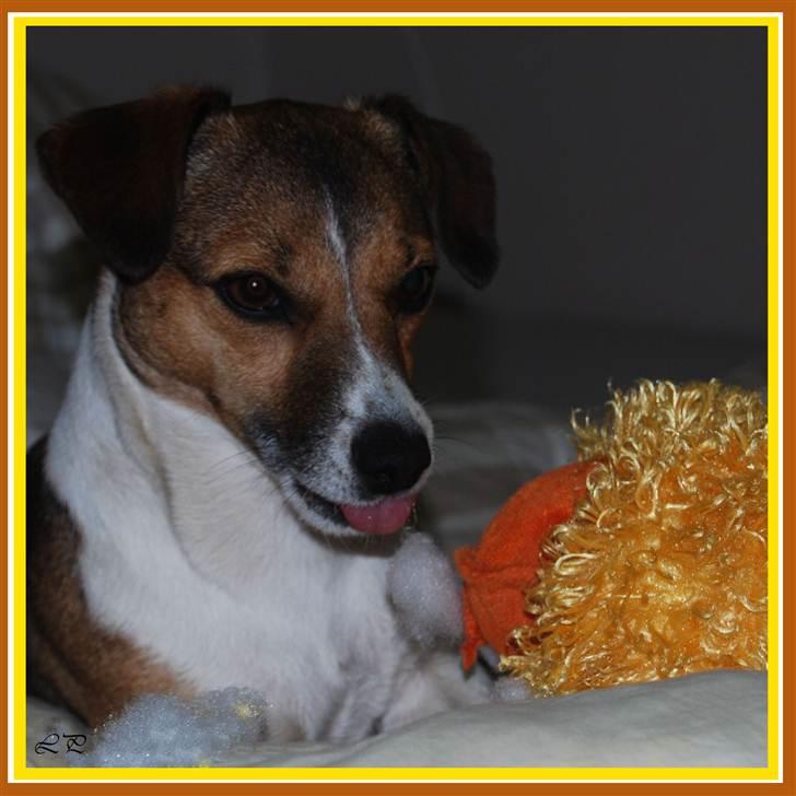 Jack russell terrier Amy - Anden bliver udhulet... billede 12