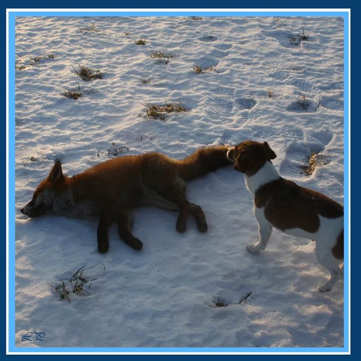 Jack russell terrier Amy - Jagthunden billede 13