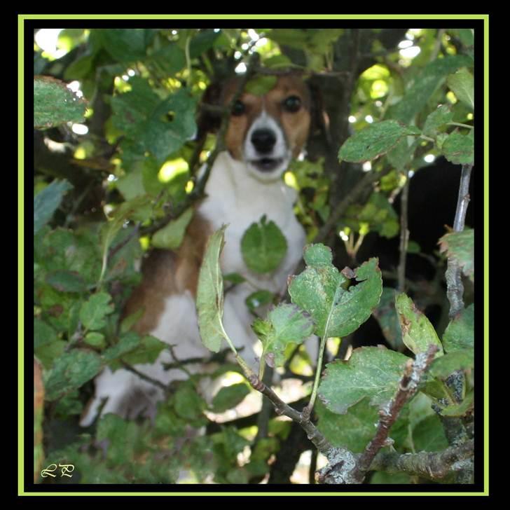 Jack russell terrier Amy - Muzzi er god til at klatre i træer. billede 14