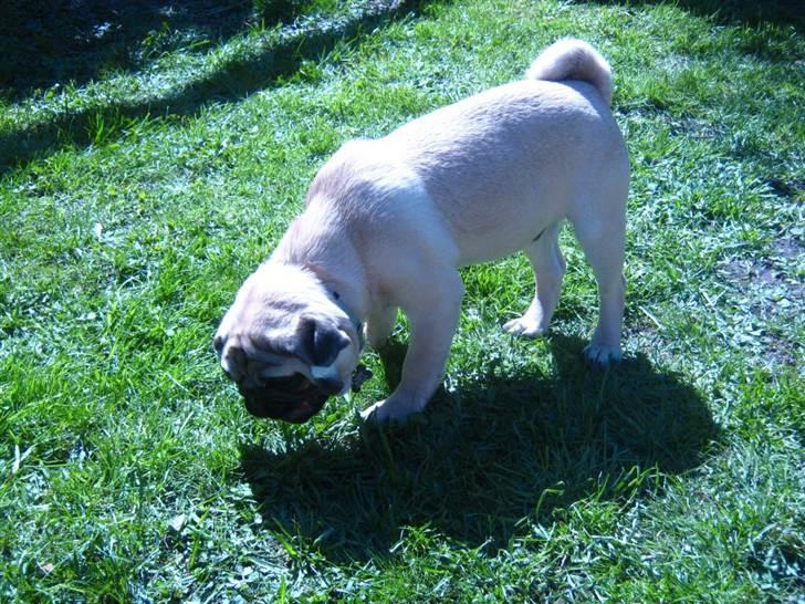 Mops Del Sur Andalusi Pikachu billede 17