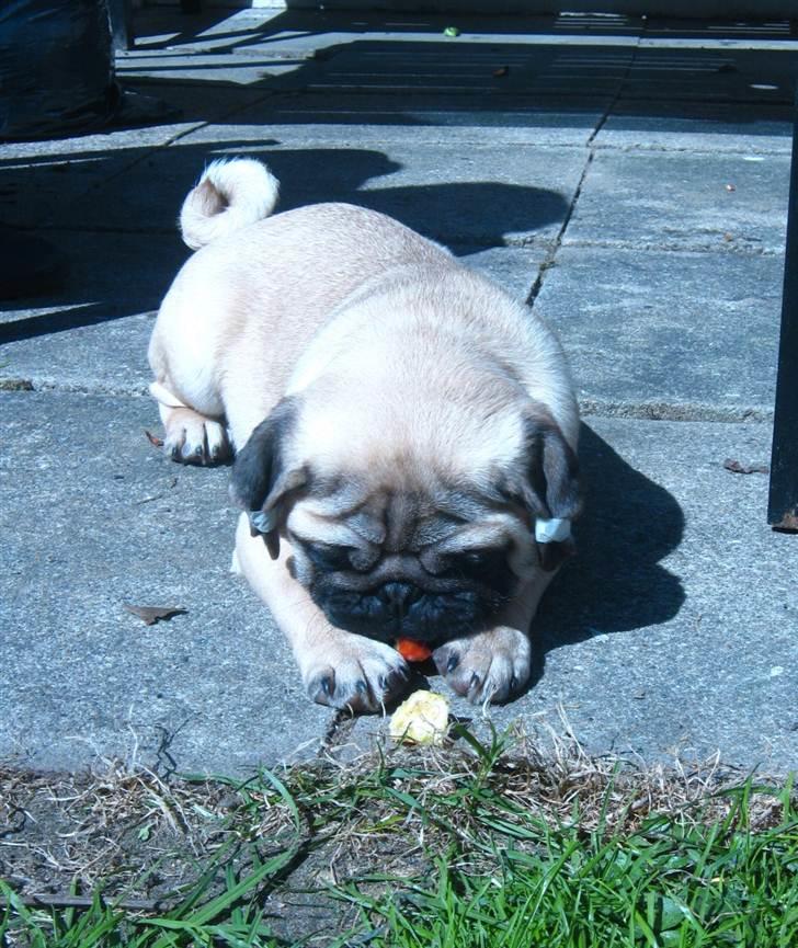 Mops Del Sur Andalusi Pikachu billede 18