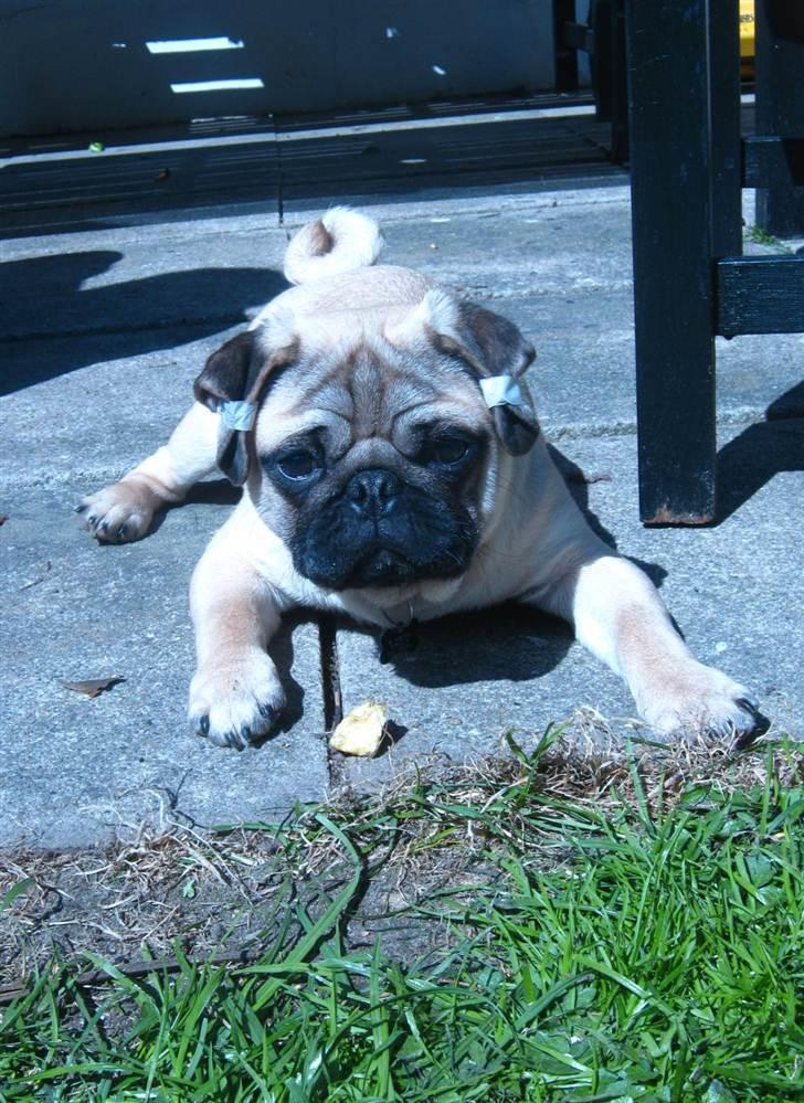 Mops Del Sur Andalusi Pikachu billede 19