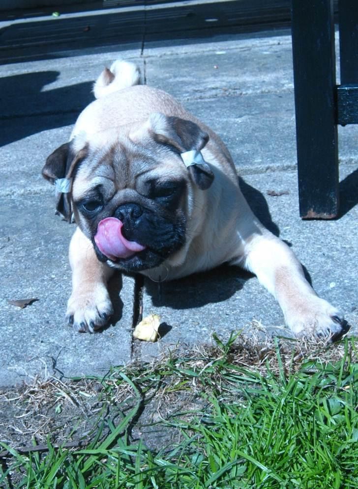 Mops Del Sur Andalusi Pikachu billede 20