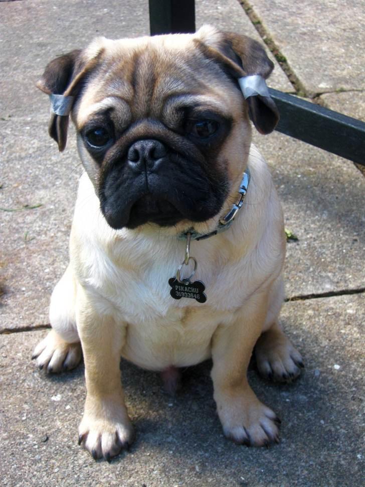 Mops Del Sur Andalusi Pikachu billede 21