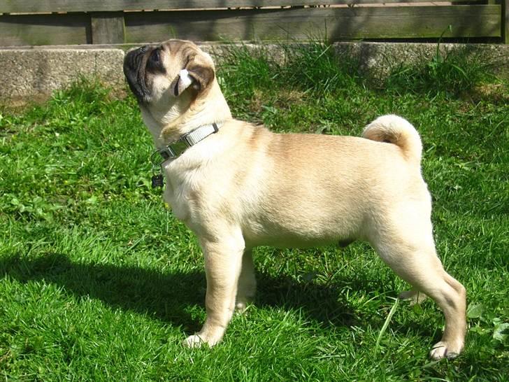 Mops Del Sur Andalusi Pikachu - 4 mdr. billede 22