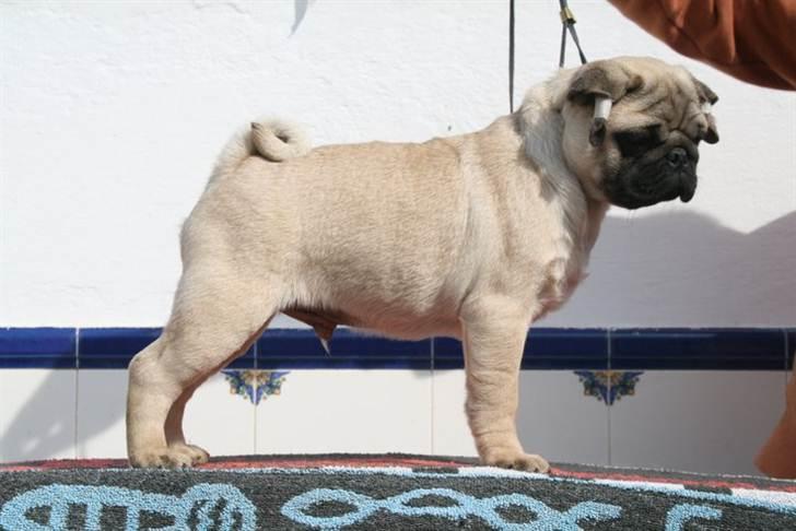 Mops Del Sur Andalusi Pikachu - 3  mdr.  billede 23