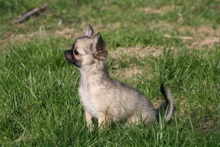 Chihuahua Bim Bim (Lulu (2010-2011) billede 19