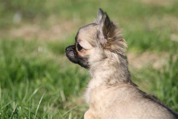 Chihuahua Bim Bim (Lulu (2010-2011) billede 20