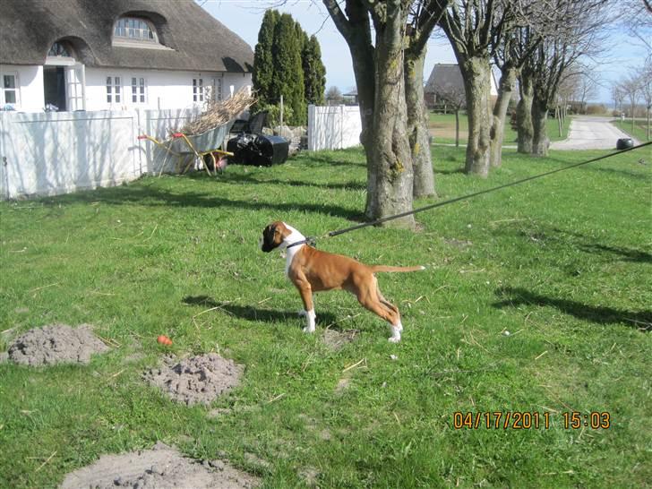 Boxer Justus vom Gräwig - Justus træner "stå-øvelse" billede 8