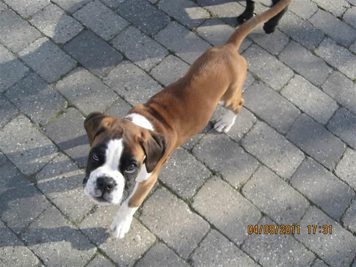 Boxer Justus vom Gräwig - Færdig med havearbejdet ! billede 9