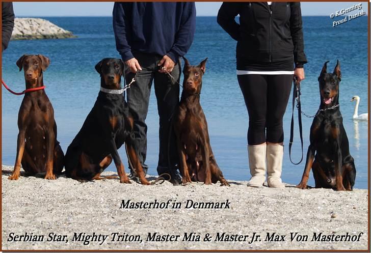 Dobermann Master Mia V Masterhof billede 14
