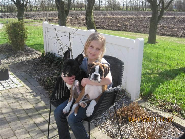 Fransk bulldog Ollundbjerg Dres Bomstærk - Forårshygge på terrassen billede 7