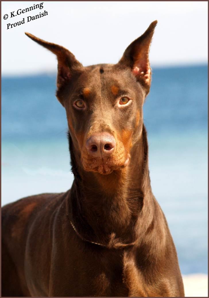 Dobermann Master Mia V Masterhof billede 15