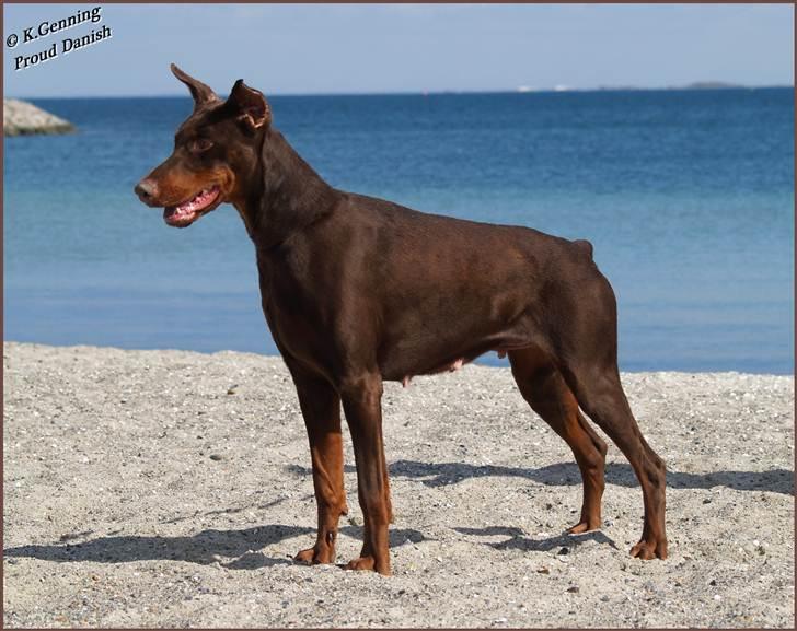 Dobermann Master Mia V Masterhof billede 16