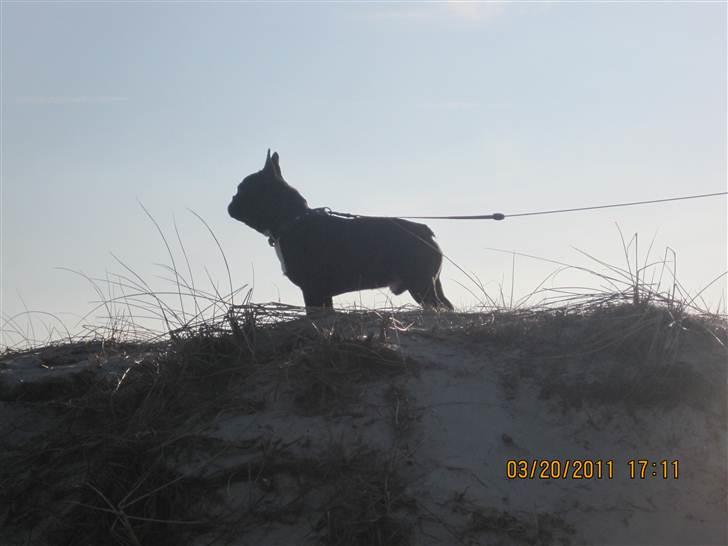 Fransk bulldog Ollundbjerg Dres Bomstærk - På stranden. billede 8