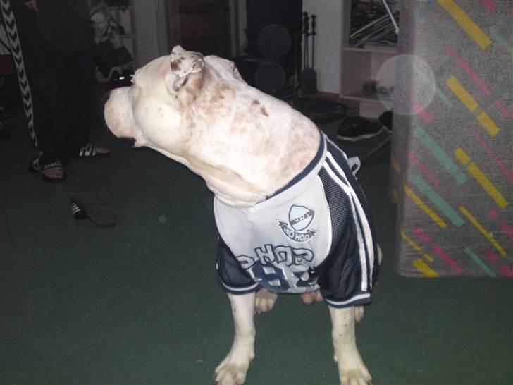 Amerikansk staffordshire terrier neo billede 14