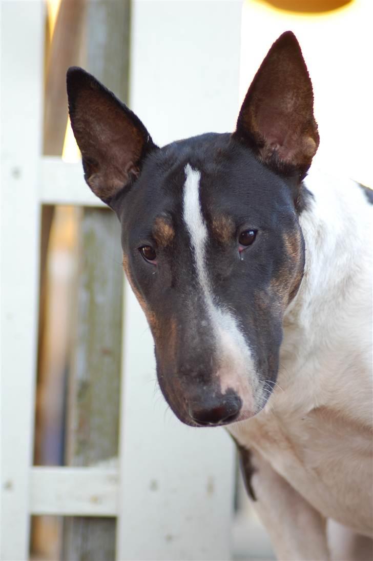Bullterrier Kayley billede 6