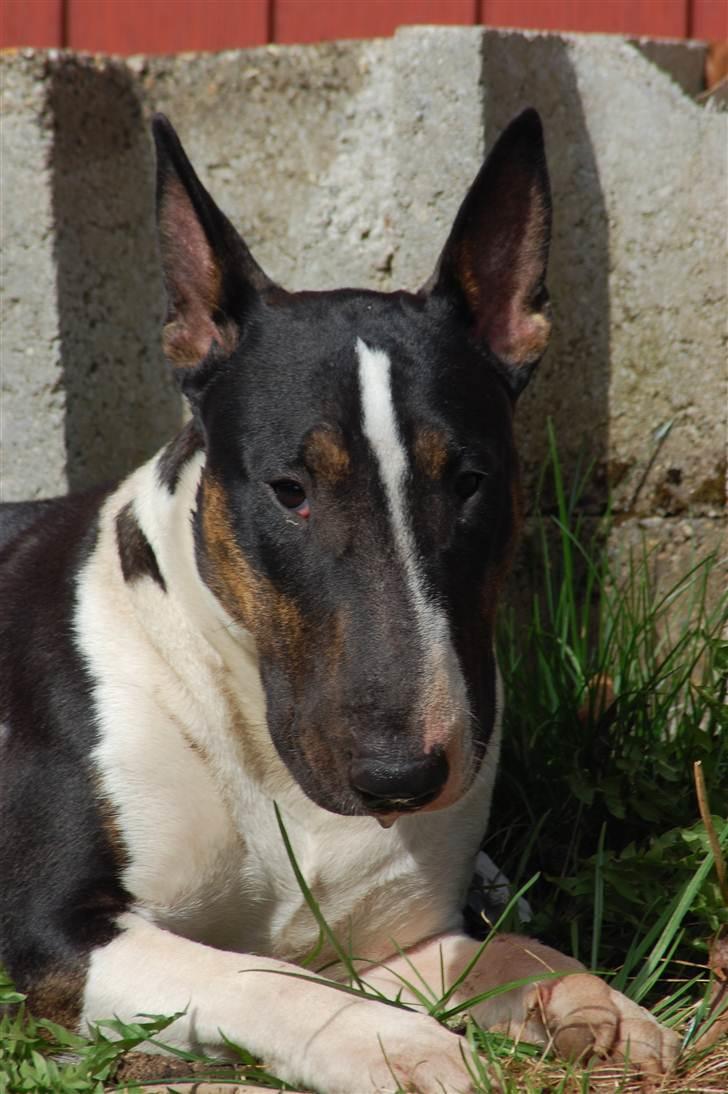 Bullterrier Kayley billede 7