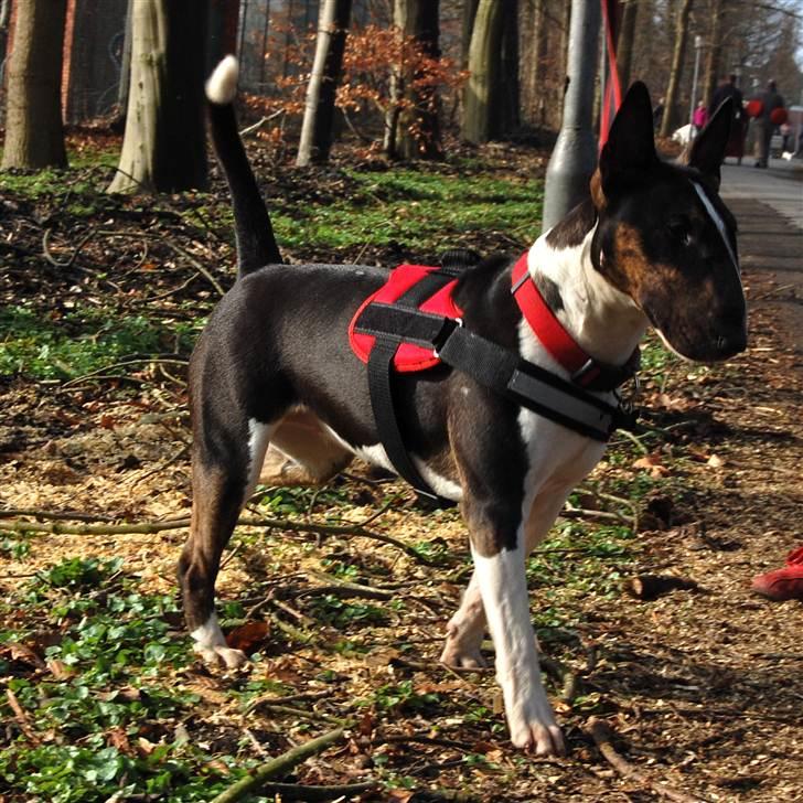 Bullterrier Kayley billede 8