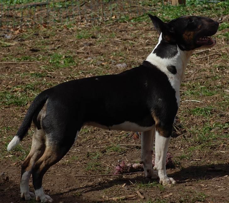 Bullterrier Kayley billede 9