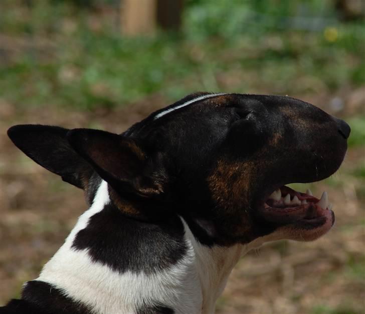 Bullterrier Kayley billede 10