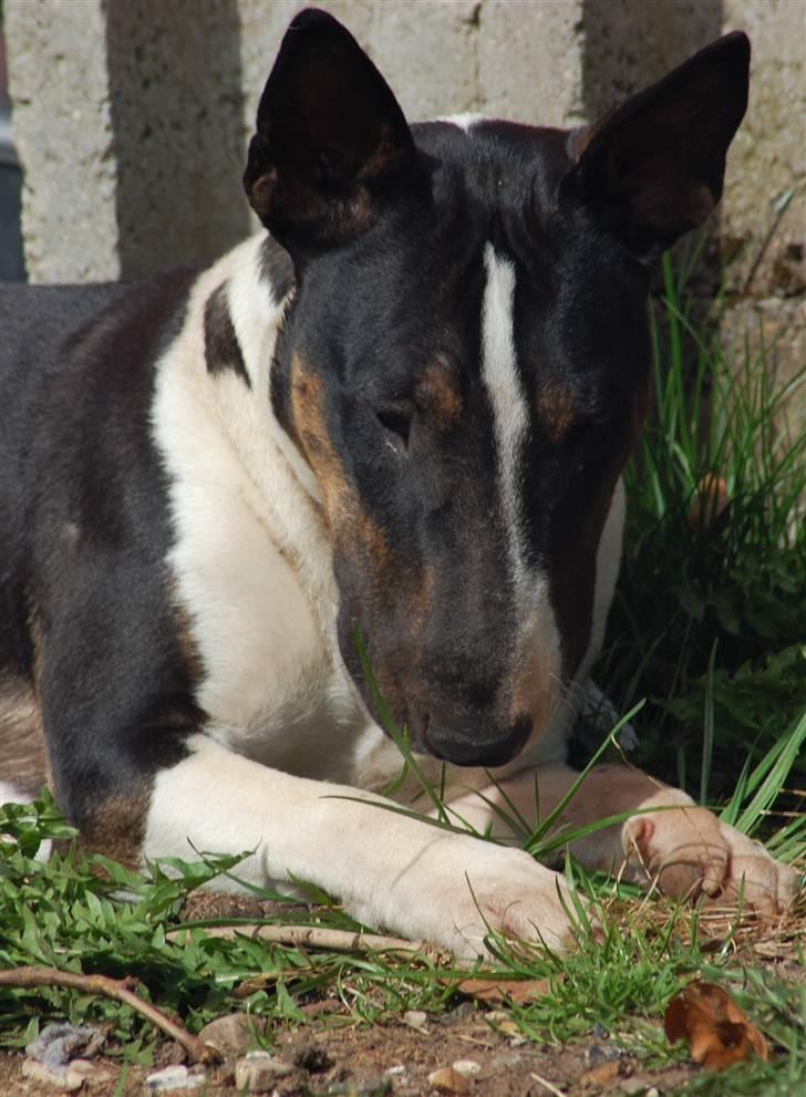 Bullterrier Kayley billede 11