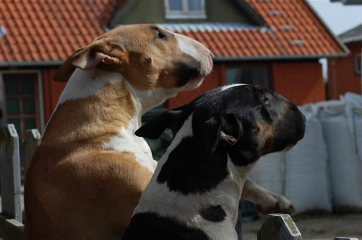 Bullterrier Kayley billede 12