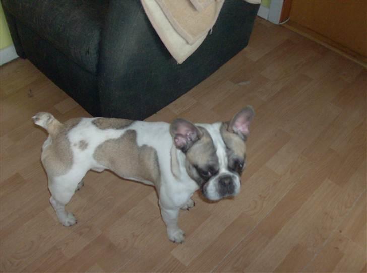 Fransk bulldog thor billede 1