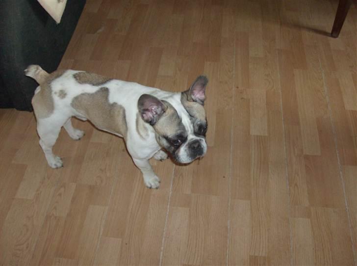 Fransk bulldog thor billede 2