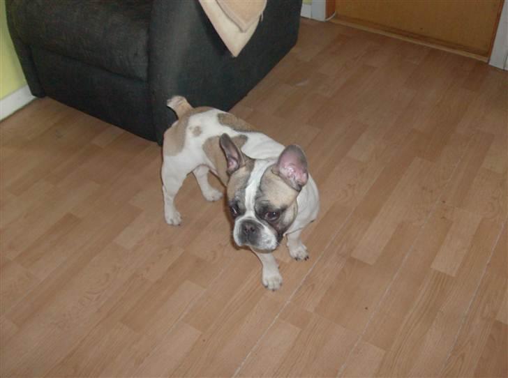 Fransk bulldog thor billede 3