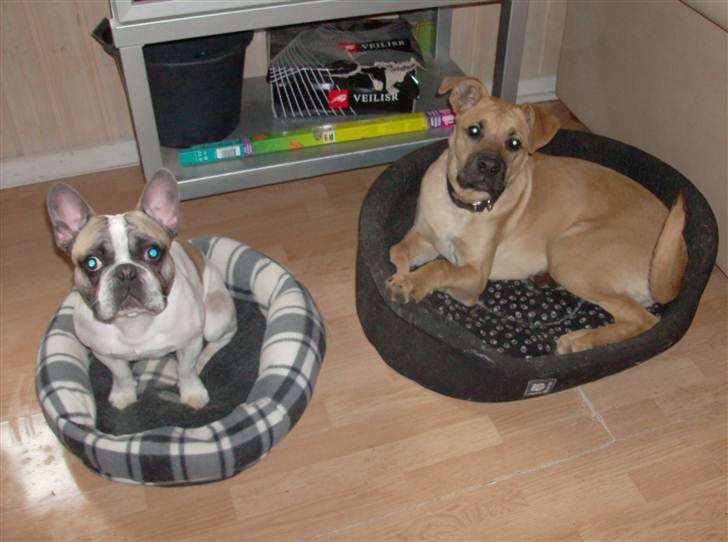 Fransk bulldog thor billede 4