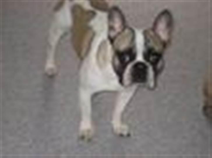 Fransk bulldog thor billede 5