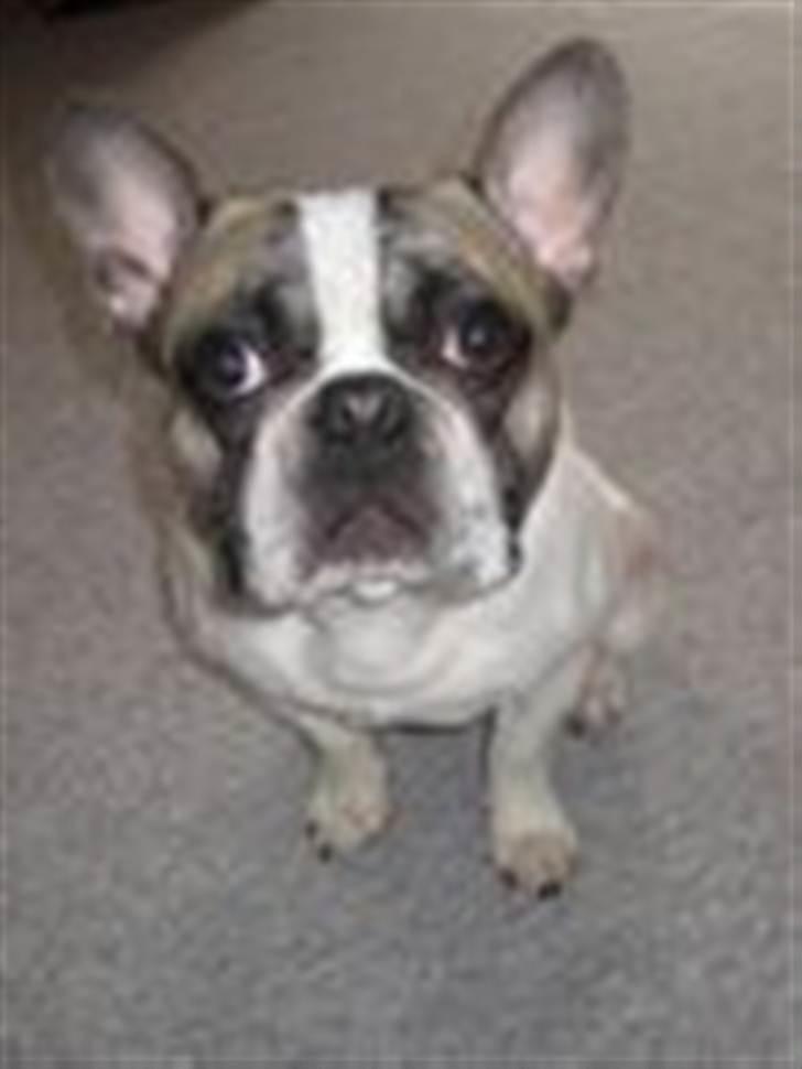 Fransk bulldog thor billede 6