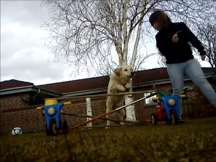 Golden retriever Ramus<33 billede 17