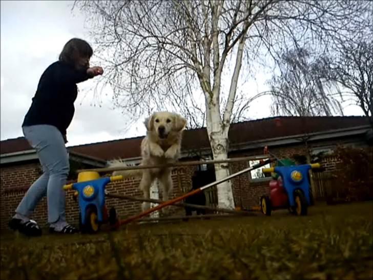 Golden retriever Ramus<33 billede 18