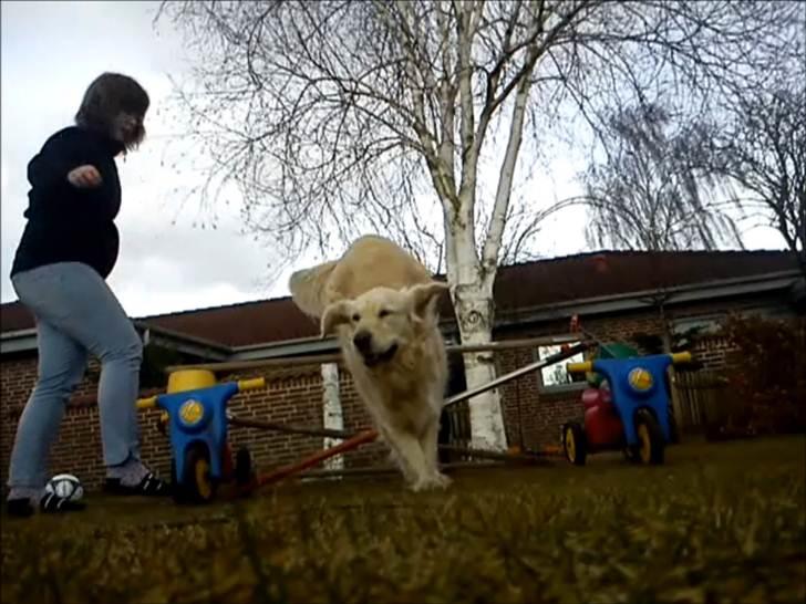 Golden retriever Ramus<33 billede 19