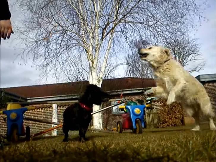 Golden retriever Ramus<33 billede 20