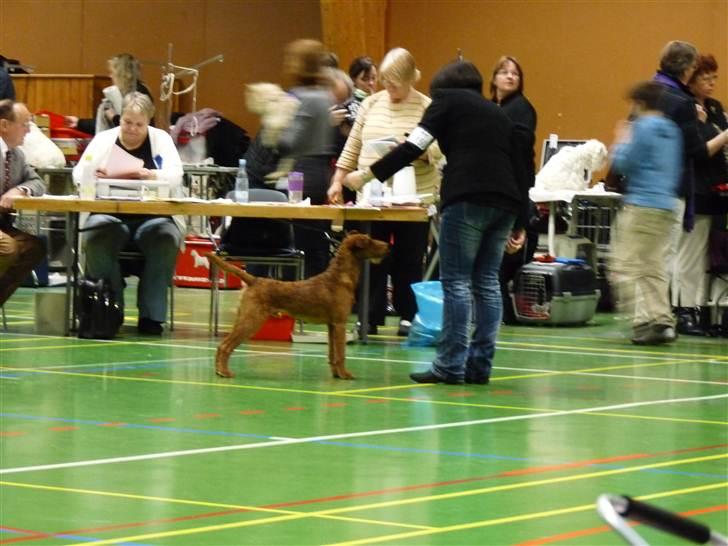 Irsk terrier Neville - 2/4 2011 billede 11